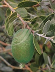 GOYAVIER DU BRÈSIL (Feijoa sellowiana) - fruit sur l'arbre