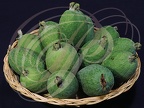 GOYAVIER DU BRÈSIL (Feijoa sellowiana) - fruits