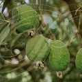 GOYAVIER DU BRÈSIL (Feijoa sellowiana) - fruits sur l'arbre