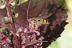 SYRPHE (5Épisyrphus balteatus) butinant des fleurs de BASILIC JAPONAIS ou SHISO Perilla frutescens
