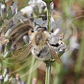 Abeille solitaire : Colletes succinctus butinant une fleur de LAVANDIN Lavandula-x-intermedia-Edelweiss