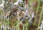 Abeille solitaire : Colletes succinctus butinant une fleur de LAVANDIN Lavandula-x-intermedia-Edelweiss