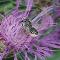 CENTAUREE_SCABIEUSE_Centaurea_scabiosa_butinee_par_une_abeille_decoupeuse_Megachile_rotunda.jpg