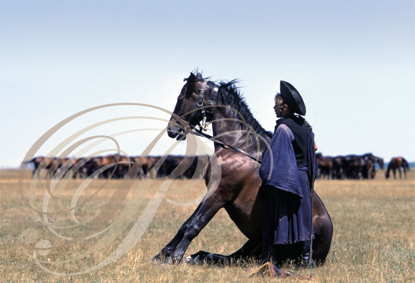 NÓNIUSZ - Puszta d'HORTOBÁGY - Csikós et  cheval assis