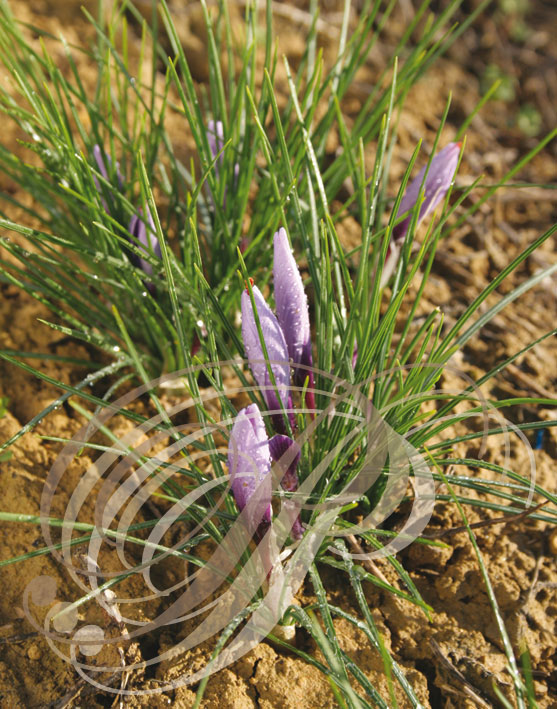 SAFRAN - Crocus sativus - fleurs bonnes à récolter (Ferme du Safran à Saint-Georges - 82)