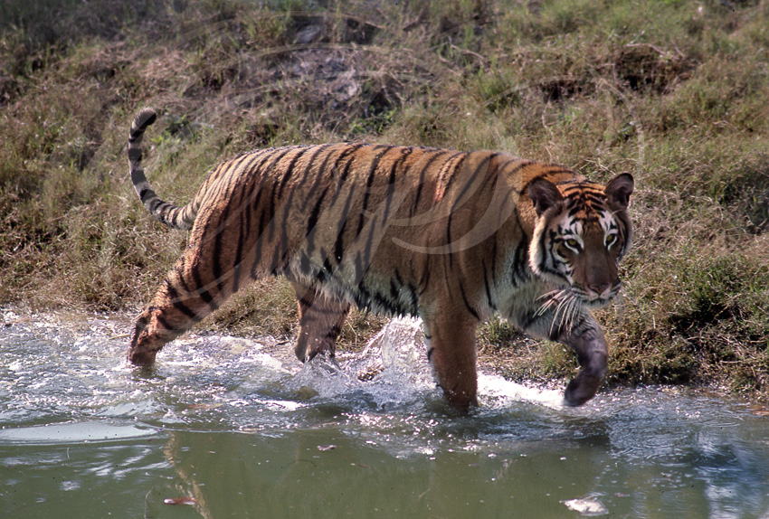 TIGRE INDIEN - Panthera tigris tigris