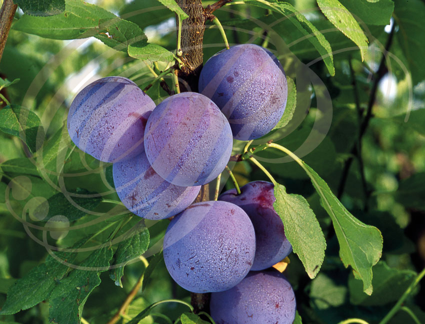 PRUNIER (Prunus domestica) - variété : PRUNE d ENTE