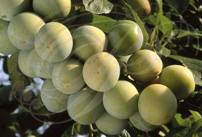PRUNIER (Prunus domestica) - variété : REINE-CLAUDE