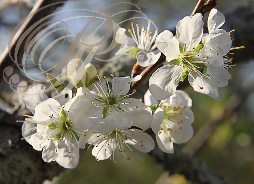PRUNIER (Prunus domestica) - variété REINE-CLAUDE (Fleurs)
