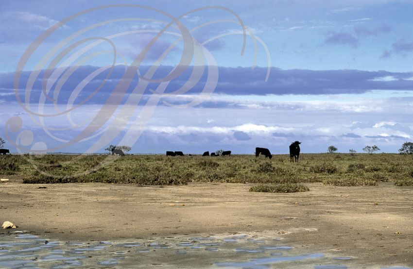 CAMARGUE - taureaux au bord de l'étang du FANGASSIER