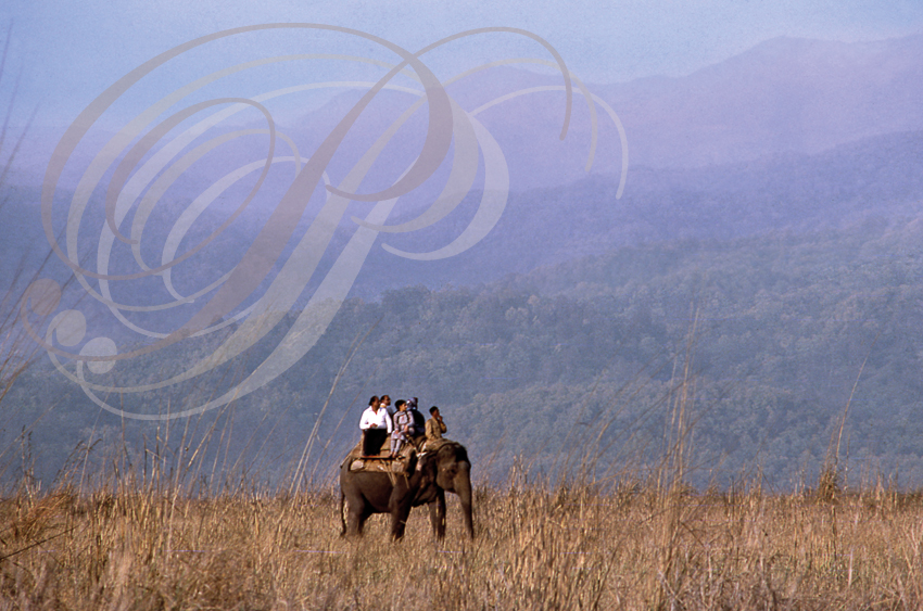 INDE - Uttarakhand - Parc national de Corbett -  visite à dos d'éléphant
