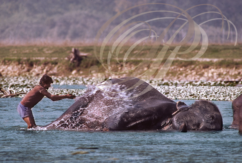 ÉLÉPHANT d'ASIE (Elephas maximus) -  le bain dans la rivière Ramganga (parc national de Corbett - Inde)   
