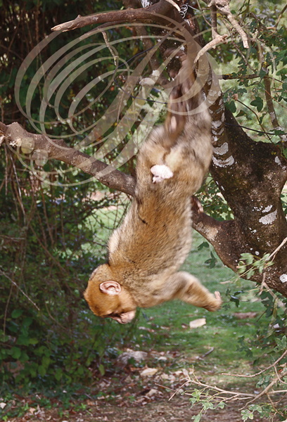 MAGOT ou MACAQUE DE BARBARIE (Macaca sylvanus) - jeune se balançant dans les arbres