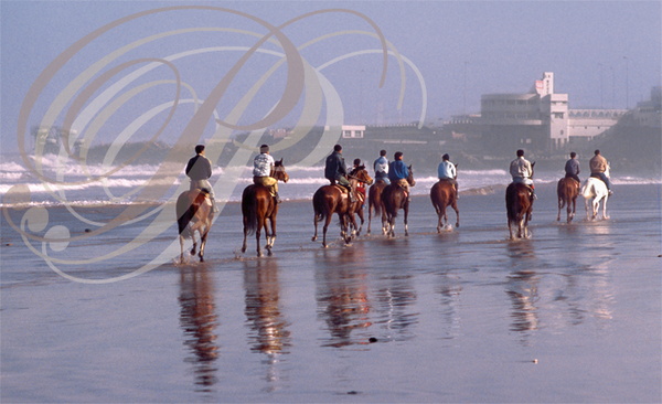 CASABLANCA - Plage à l'ouest de la pointe d'Aïn Diab : entrainement des chevaux de course à l'aube