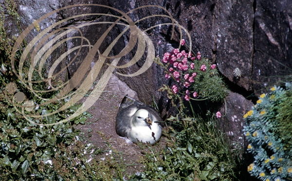 PÉTREL FULMAR ou PÉTREL BORÉAL (Fulmarus glacialis) sur son nid