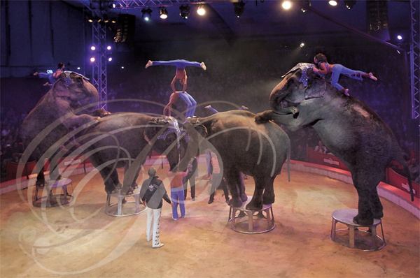 NOËL en CIRQUE 2014 à Valence d'Agen : FAMILLE GARTNER et leurs éléphantes (France)