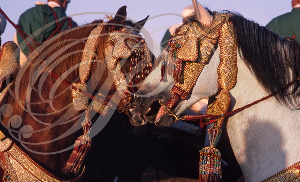 FANTASIA (Maroc) - chevaux Barbes harnachés