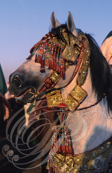 FANTASIA (Maroc) - harnachement de tête orné de fils d'or - CHEVAL BARBE