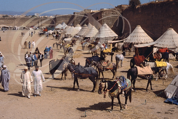 FANTASIA (Maroc) -  ambiance et préparation avant les charges (Mouloud de Meknès)