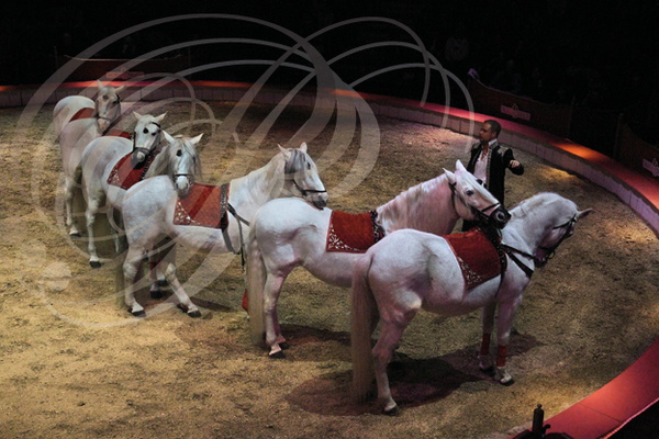 NOËL en CIRQUE 2013 à Valence d'Agen : KEVIN PROBST d'Allemagne et ses chevaux andalous