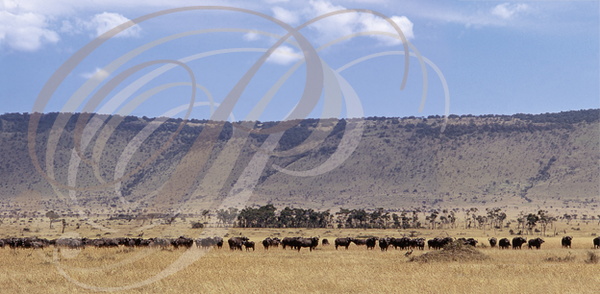 Réserve de MASAÏ MARA (Kenya) - migration de BUFFLES AFRICAINS (Syncerus caffer)