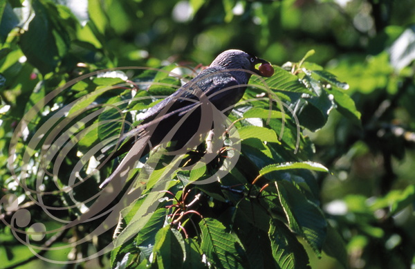 CHOUCAS DES TOURS (Coloeus monedula ou Corvus monedula) - mâle adulte mangeant des cerises