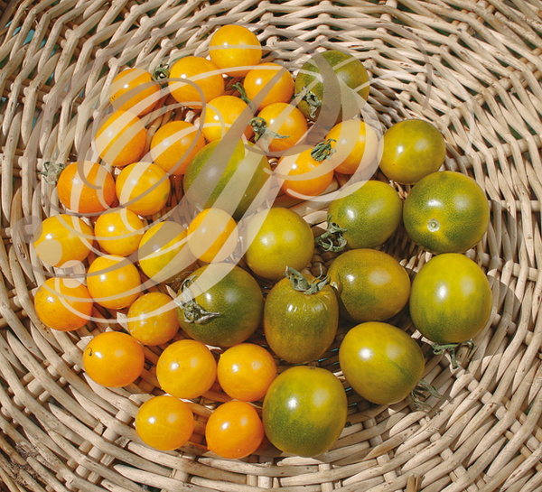 TOMATES_Solanum_lycopersicum_varietes_Clementine_et_Raisin_verts.jpg