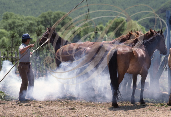 CHINE (MONGOLIE INTÉRIEURE) - Grand Khingan : enfumage des chevaux pour éloigner les mouches