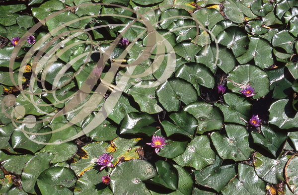 LAC HÉVIZ (ouest du lac Balaton) - NÉNUPHARS roses indiens (Nymphaea rubra variété longiflora)