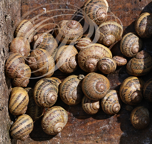 ESCARGOTS GROS GRIS (Helix aspersa maxima) - héliciculture : "Les escargots de Cyril" à Gourdon (Lot)  