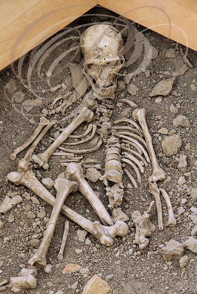 LA CHAPELLE-AUX-SAINTS - musée de l'homme de Néandertal au lieu-dit "Sourdoire" : squelette de l'homme de Néandertal daté de 50 000 ans (reconstitution du squelette tel qu'il fut découvert par les frères Bouyssonie en 1908 sur le site de la grotte "Bouffi