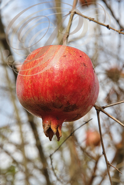 GRENADIER (Punica granatum) - grenade (fruit)