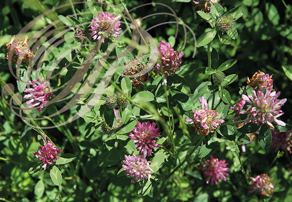 TRÈFLE DES PRÉS ou trèfle violet (Trifolium pratense) 