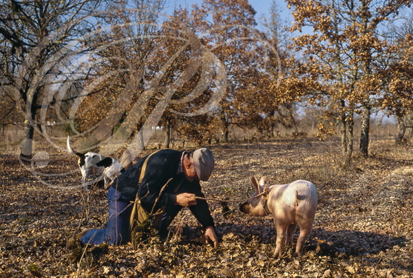 LALBENQUE (environs) - cavage avec un cochon dans une truffière