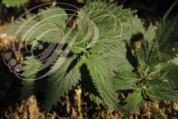 ORTIE DIOÏQUE ou GRANDE ORTIE (Urtica dioica) : jeunes feuilles