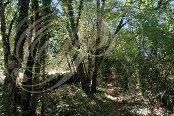 MARCILHAC-SUR-CÉLÉ  -  La Métairie Haute : chemin forestier
