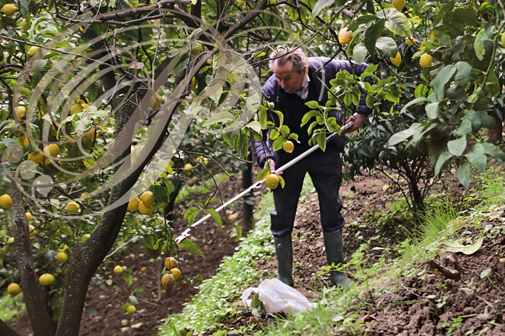 MENTON - Citronneraie François Mazet : récolte des citrons