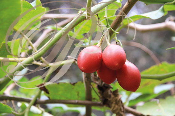 TAMARILLOS_fruits_de_l'arbre_a_tomates_Cyphomandra_betacea_ou_Solanum_betaceum.jpg