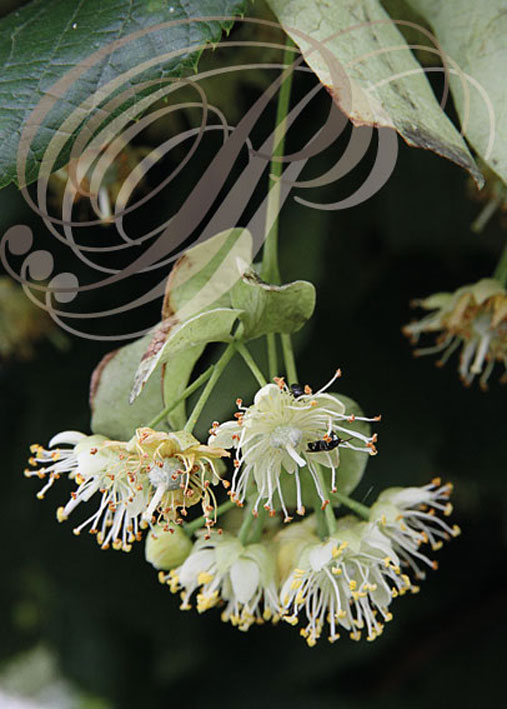 TILLEUL à grandes feuilles ou tilleul de Hollande (Tilia platyphyllos) : fleurs