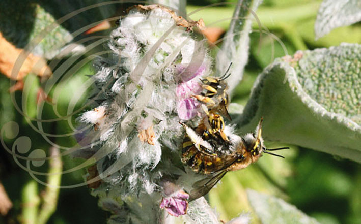 Accouplement d ABEILLES solitaires (Dasypoda rufipes) sur une fleur d'Épiaire laineuse (Stachys lanata)