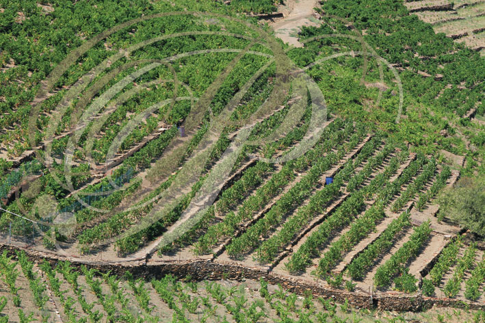 COLLIOURE vue sur les vignobles en terrasses depuis le Mont Saint-Elme