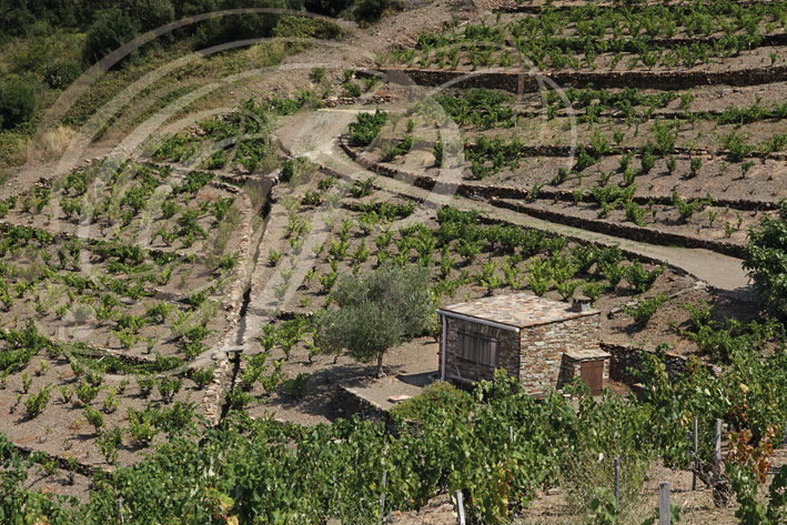 COLLIOURE - vignobles en terrasses  - murets et cabane de vigneron en schiste et collecteur d'eau