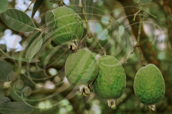 GOYAVIER DU BRÈSIL (Feijoa sellowiana) - fruits sur l'arbre